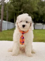 Copito , a male Cavapoo for sale in Frostproof, FL – 2 of 9