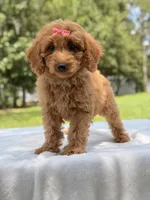 Treasure - F1b Mini Goldendoodle Female , a female Miniature Goldendoodle for sale in Frostproof, FL – 6 of 10