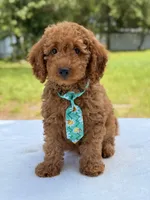 Thiago - F1b Mini Goldendoodle , a male Miniature Goldendoodle for sale in Frostproof, FL – 3 of 10