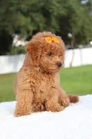 Dakota , a female Miniature Goldendoodle for sale in Frostproof, FL – 5 of 10