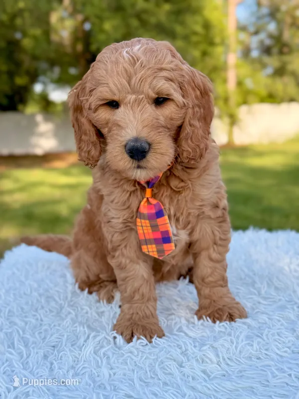 Ace - Medium – Goldendoodle puppy for sale in Frostproof, FL