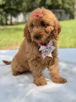 Treasure - F1b Mini Goldendoodle Female , a female Miniature Goldendoodle for sale in Frostproof, FL – 9 of 10