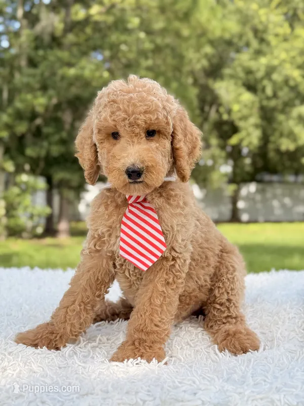Bob - F1bb Standard Goldendoodle  – Goldendoodle puppy for sale in Frostproof, FL