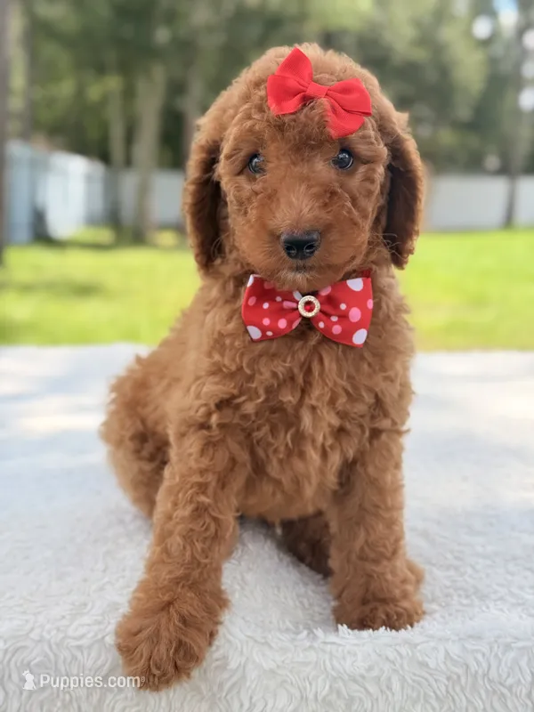 Jamie  – Goldendoodle puppy for sale in Frostproof, FL