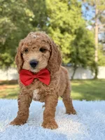 Clark - Medium , a male Goldendoodle for sale in Frostproof, FL – 9 of 10