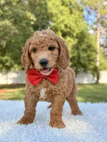 Clark - Medium , a male Goldendoodle for sale in Frostproof, FL – 3 of 10