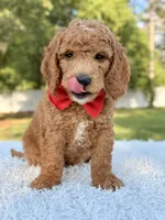 Clark - Medium , a male Goldendoodle for sale in Frostproof, FL – 8 of 10