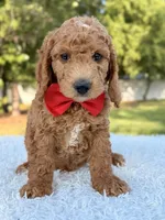 Clark - Medium , a male Goldendoodle for sale in Frostproof, FL – 4 of 10