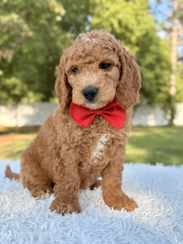 Clark - Medium  – Goldendoodle puppy for sale in Frostproof, FL
