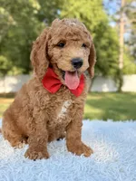 Clark - Medium , a male Goldendoodle for sale in Frostproof, FL – 2 of 10