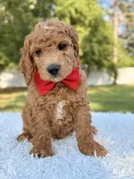 Clark - Medium , a male Goldendoodle for sale in Frostproof, FL – 10 of 10