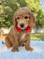 Clark - Medium , a male Goldendoodle for sale in Frostproof, FL – 7 of 10