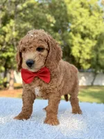 Clark - Medium , a male Goldendoodle for sale in Frostproof, FL – 6 of 10