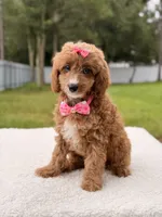 Cielo , a female Cavapoo for sale in Frostproof, FL – 9 of 9