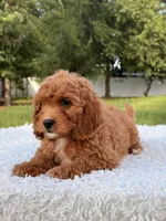 Alice, a female Cavapoo for sale in Frostproof, FL – 8 of 10
