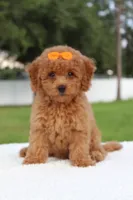 Dakota , a female Miniature Goldendoodle for sale in Frostproof, FL – 3 of 10