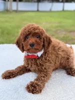 Jimmy F1b Toy, a male Miniature Goldendoodle for sale in Frostproof, FL – 8 of 8