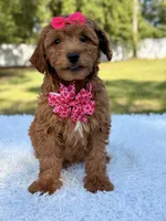 Minnie , a female Miniature Goldendoodle for sale in Frostproof, FL – 5 of 7