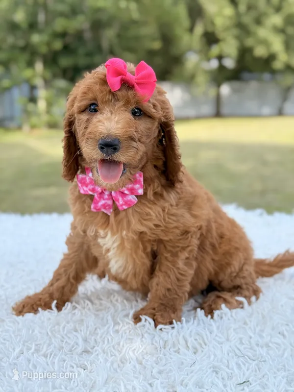 Delilah - F1b Standard Goldendoodle  – Goldendoodle puppy for sale in Frostproof, FL