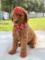 Jamie , a female Goldendoodle for sale in Frostproof, FL – 7 of 10