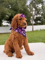 Electra - F1b Standard Goldendoodle , a female Goldendoodle for sale in Frostproof, FL – 2 of 9