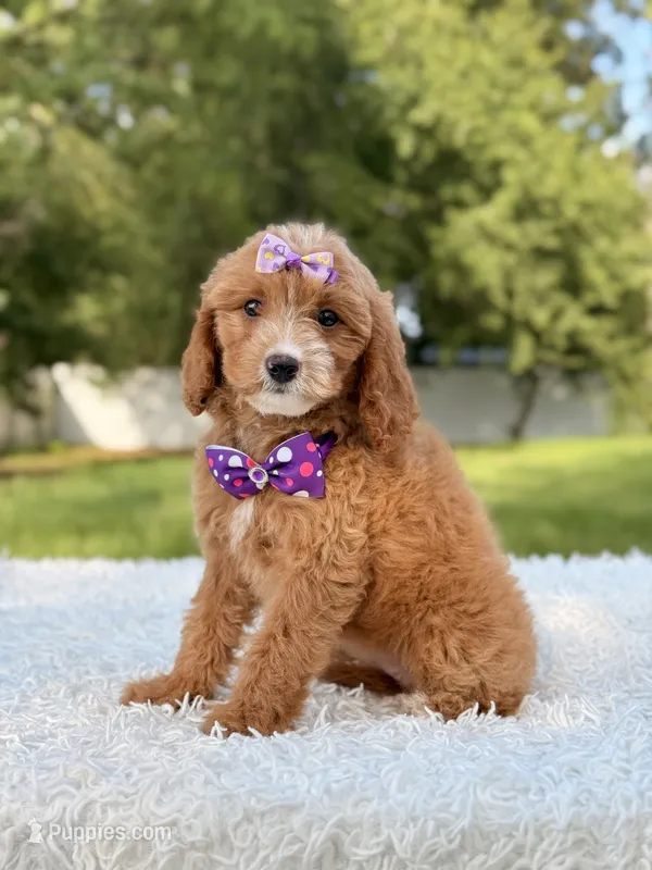 Amaya  – Cavapoo puppy for sale in Frostproof, FL