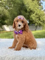 Amaya , a female Cavapoo for sale in Frostproof, FL – 1 of 10