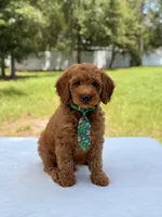Timothy - F1b Mini Goldendoodle Male , a male Miniature Goldendoodle for sale in Frostproof, FL – 7 of 10
