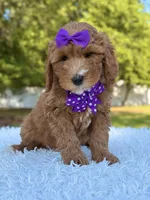 Hope - Medium , a female Goldendoodle for sale in Frostproof, FL – Photo 7 of 9