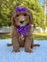 Hope - Medium , a female Goldendoodle for sale in Frostproof, FL – Photo 5 of 9
