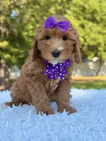 Hope - Medium , a female Goldendoodle for sale in Frostproof, FL – Photo 1 of 9