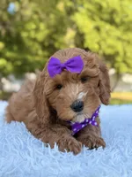 Hope - Medium , a female Goldendoodle for sale in Frostproof, FL – Photo 9 of 9