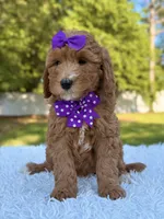 Hope - Medium , a female Goldendoodle for sale in Frostproof, FL – Photo 4 of 9