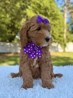 Hope - Medium , a female Goldendoodle for sale in Frostproof, FL – Photo 6 of 9