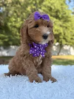 Hope - Medium , a female Goldendoodle for sale in Frostproof, FL – Photo 2 of 9