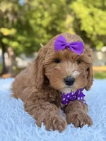 Hope - Medium , a female Goldendoodle for sale in Frostproof, FL – Photo 8 of 9