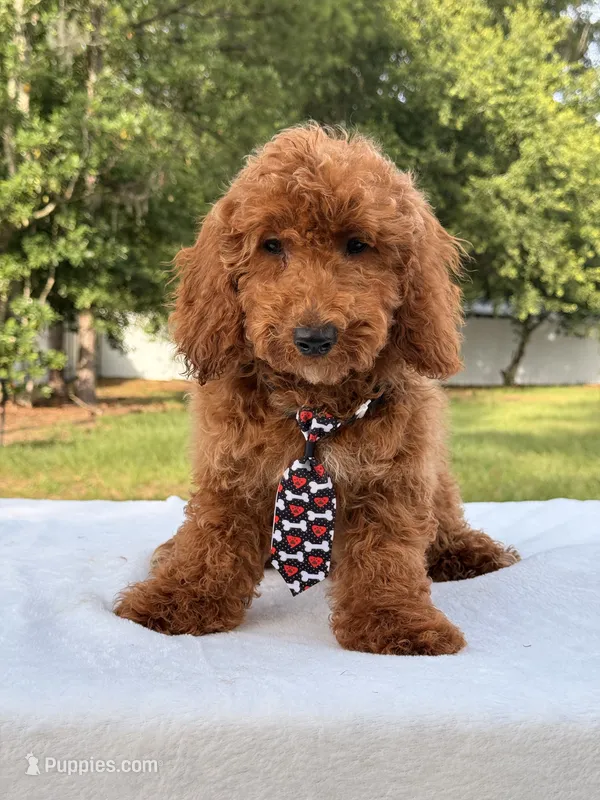 Pluto - Mini , a male Miniature Goldendoodle for sale in Frostproof, FL – 1 of 10