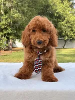 Pluto - Mini , a male Miniature Goldendoodle for sale in Frostproof, FL – 1 of 10