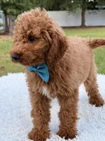 Pumbaa , a male Miniature Goldendoodle for sale in Frostproof, FL – 8 of 9