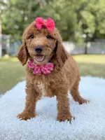 Delilah - F1b Standard Goldendoodle , a female Goldendoodle for sale in Frostproof, FL – 4 of 8