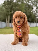 Cooper , a male Cavapoo for sale in Frostproof, FL – 3 of 8