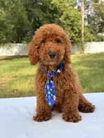 Peanut - Toy, a male Miniature Goldendoodle for sale in Frostproof, FL – 10 of 10