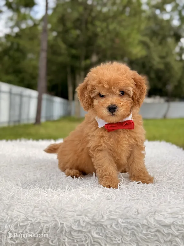 Dylan - F1b Mini Male  – Miniature Goldendoodle puppy for sale in Frostproof, FL