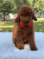 Oscar - F1b Mini, a male Goldendoodle and Miniature Goldendoodle for sale in Frostproof, FL – 4 of 10