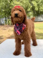 Valentina , a female Goldendoodle for sale in Frostproof, FL – 3 of 10