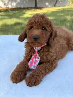 Oscar - Mini, a male Miniature Goldendoodle for sale in Frostproof, FL – 4 of 8