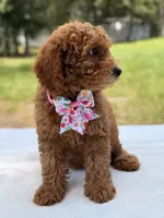 Tinker - F1b Mini Goldendoodle Female , a female Miniature Goldendoodle for sale in Frostproof, FL – 7 of 10