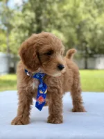 Theodore - F1b Mini Goldendoodle male , a male Miniature Goldendoodle for sale in Frostproof, FL – 6 of 10