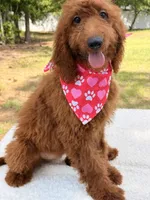 Kira , a female Goldendoodle for sale in Frostproof, FL – 5 of 8