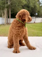 Harry - Medium Goldendoodle male , a male Goldendoodle and Miniature Goldendoodle for sale in Frostproof, FL – 2 of 8